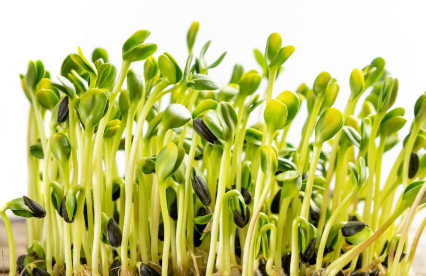 Organic Farming: Seed Structure And Its Germination